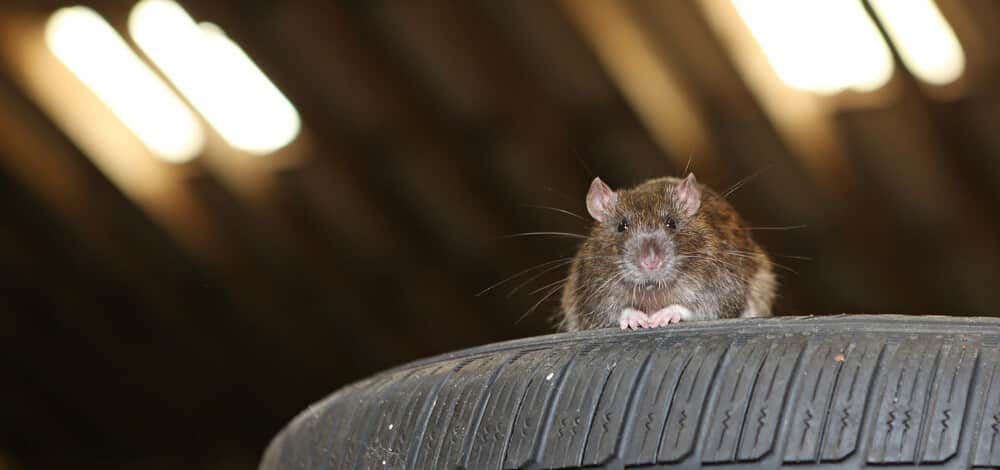 neumático de coche de rata