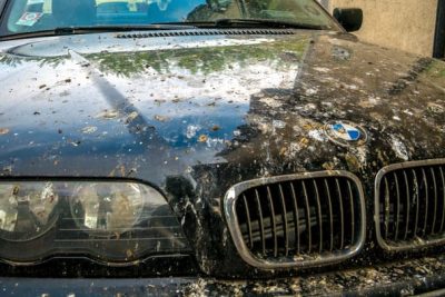 CarTreatments.com