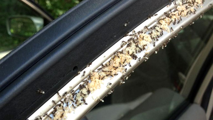 hormigas en el coche