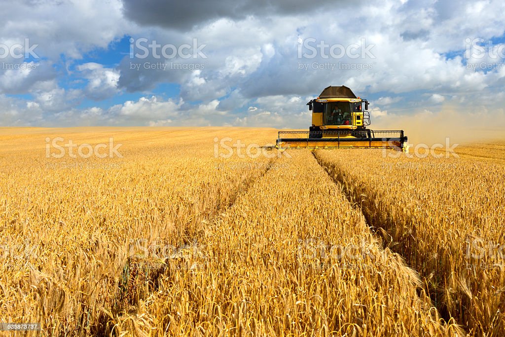 Cosechadora en un campo de cebada durante la cosecha Cosechadora cortando cultivos en un campo de cebada durante la cosecha bajo un dramático cielo nublado Fotos de stock de cosechadoras, fotos e imágenes libres de derechos